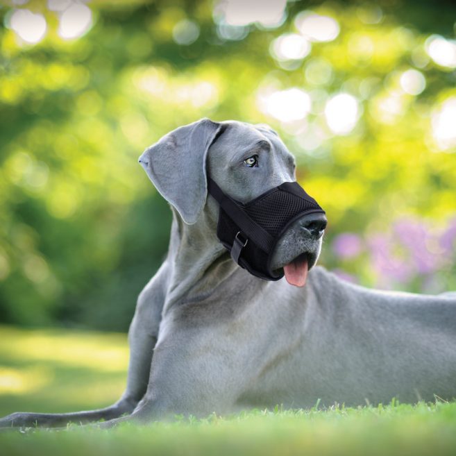 Bozales Comfort Para Perro
