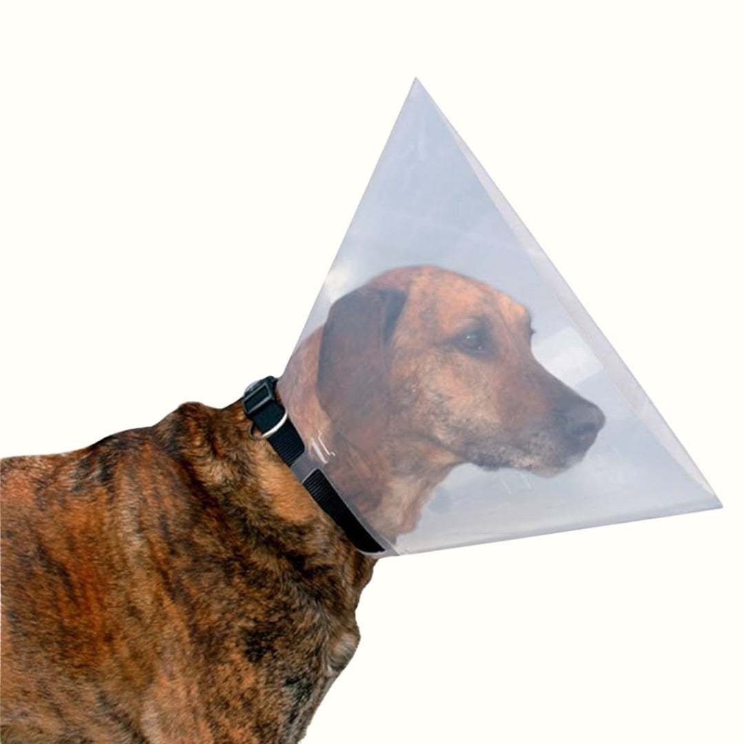 Collar Isabelino Linevet 12 5 Cm para perro