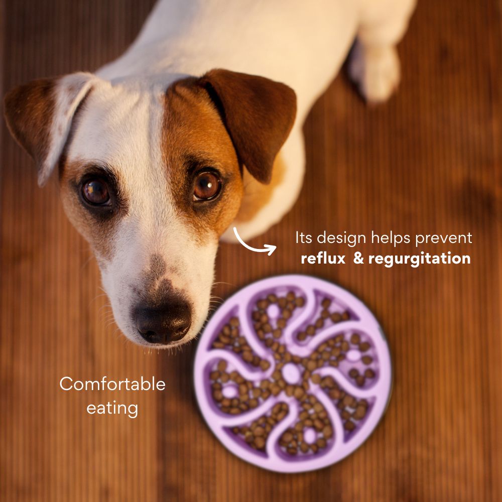 Comedero Circular Flor Antirreflujo Kanu Pet Lila para Perro y Gato