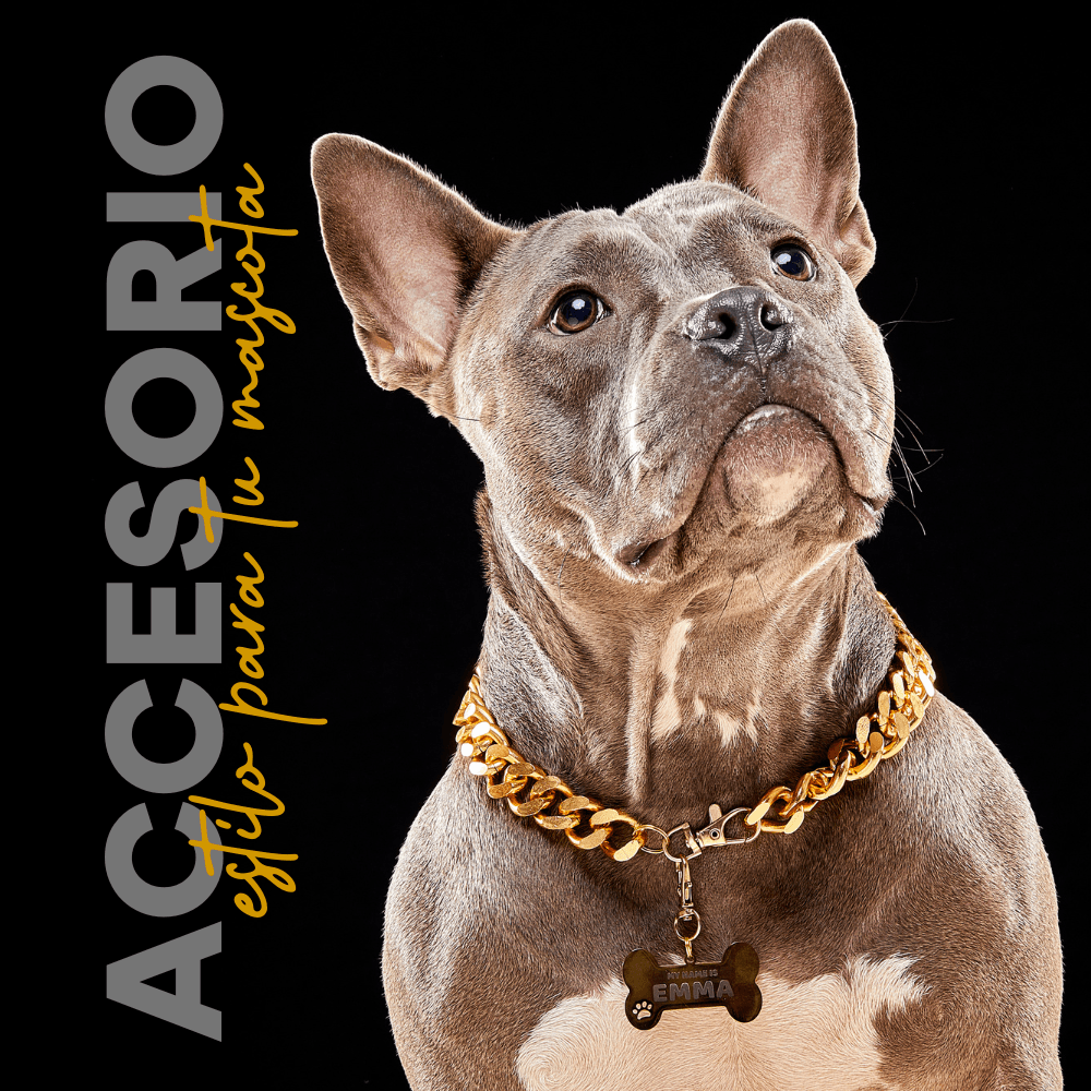 Collar Cadena Cubana Kanu Pet Dorada Para Perro y Gato - {{ Kanu Pet }}
