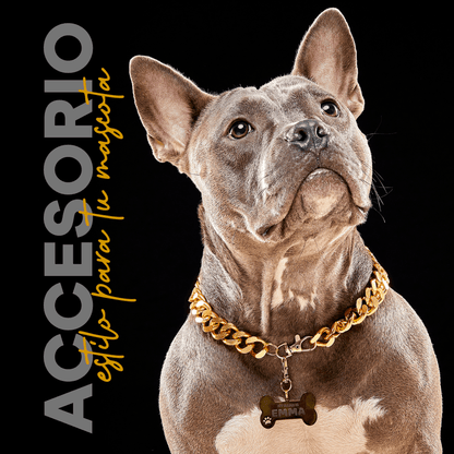 Collar Cadena Cubana Kanu Pet Dorada Para Perro y Gato - {{ Kanu Pet }}