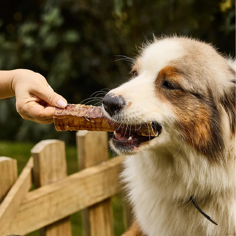 Snack Kanu Pet Traquea de Res para Perro, Un Solo ingrediente 100% natural - {{ Kanu Pet }}