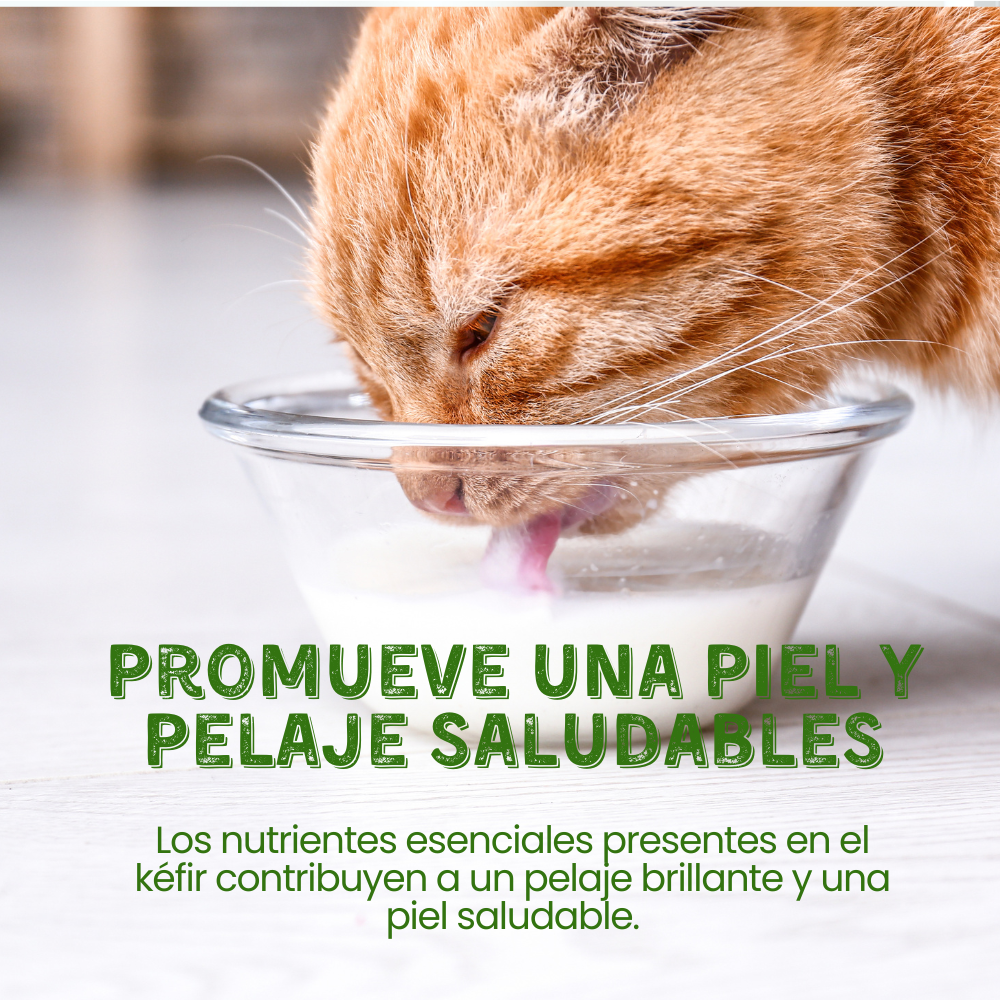 Suplemento Kéfir de Leche de Cabra Kanu Pet para Perro y Gato Arándanos 100% Natural
