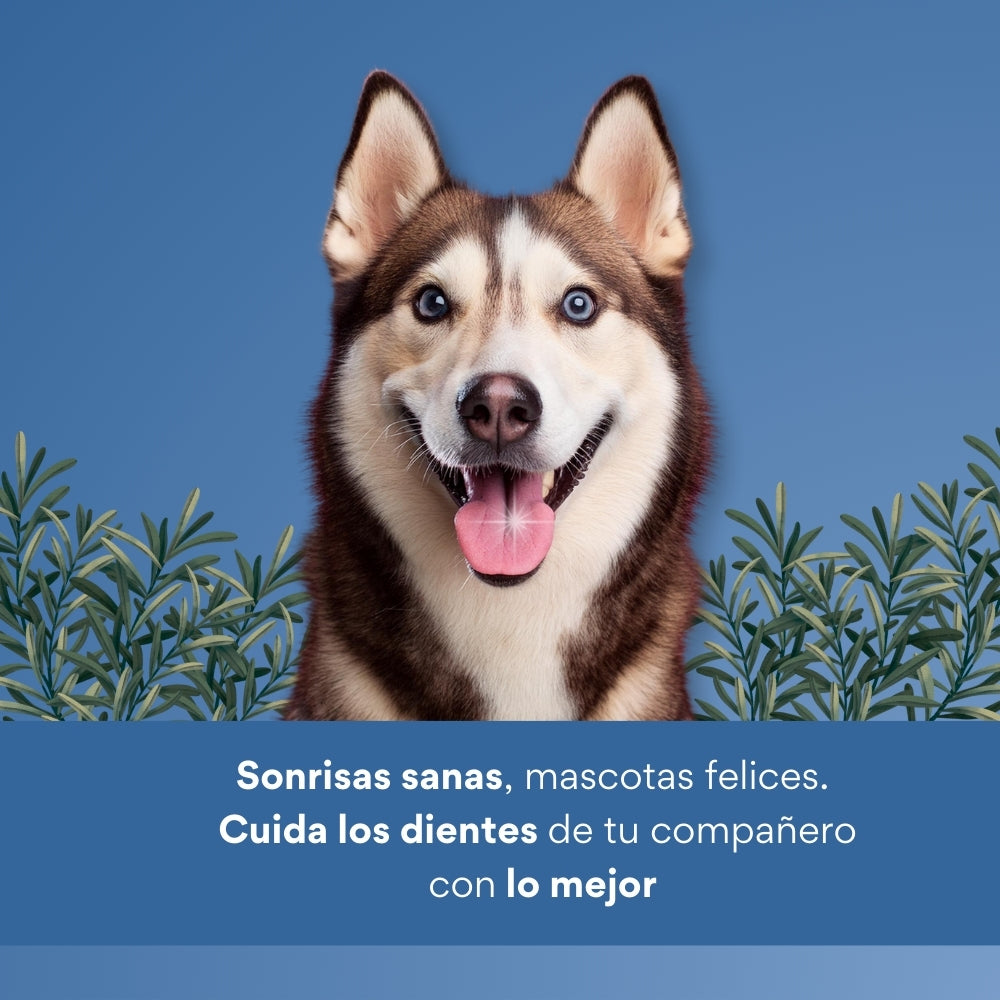 Snack para la placa y el sarro Kanu Pet Dent Star Sabor a Menta  para Perro x 3 Unds