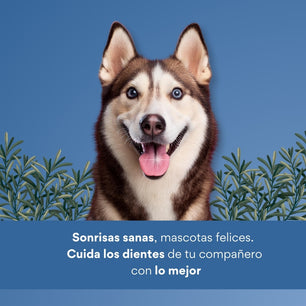 Snack para la placa y el sarro Kanu Pet Dent Star Sabor a Menta  para Perro x 3 Unds