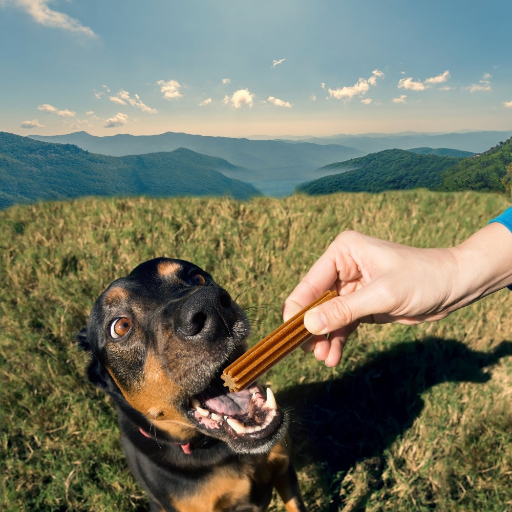 Snack para la placa y el sarro Kanu Pet Dent Star Sabor a Menta  para Perro x 3 Unds