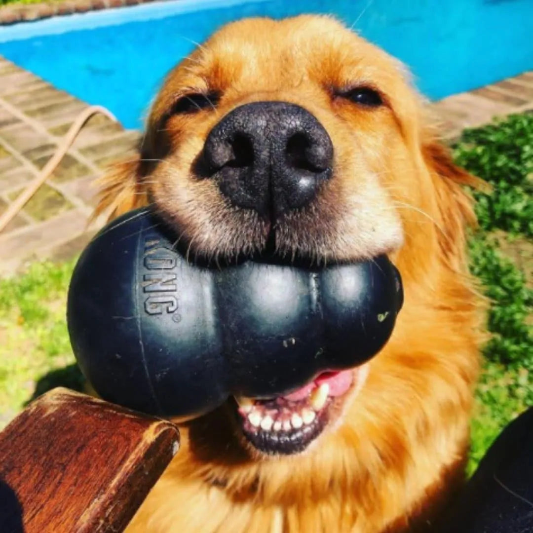 Portapasabocas kong extreme para perro