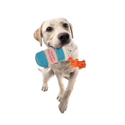 Juguete Interactivo Malteada de Cumpleaños con Cuerda Kanu Pet para Perro