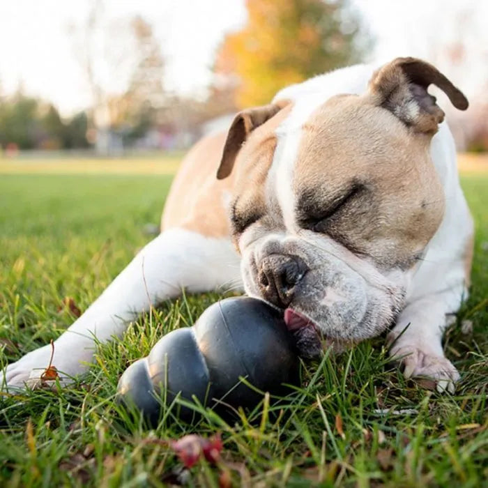 Portapasabocas kong extreme para perro